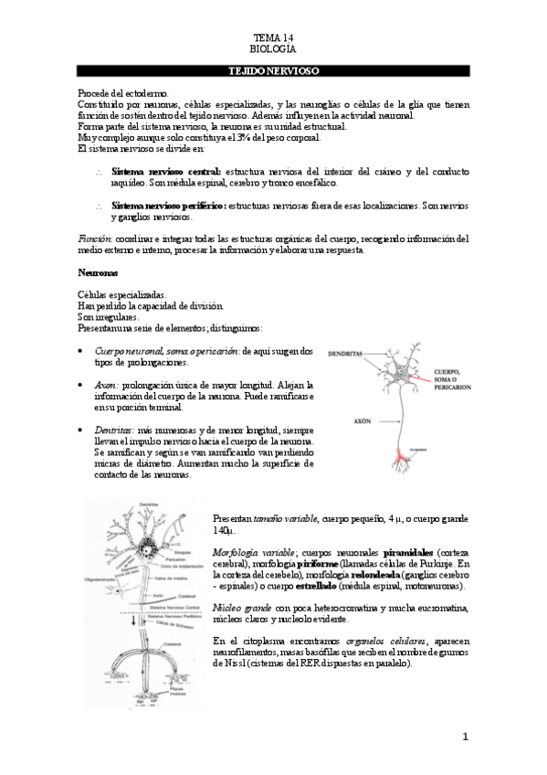 Miniatura del documento T.pdf