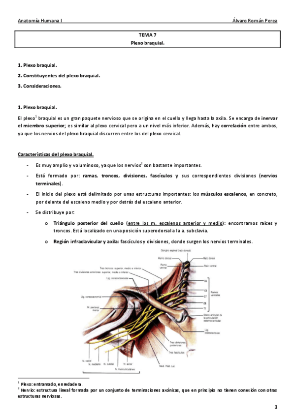 Miniatura del documento Anatomía. Tema 7..pdf
