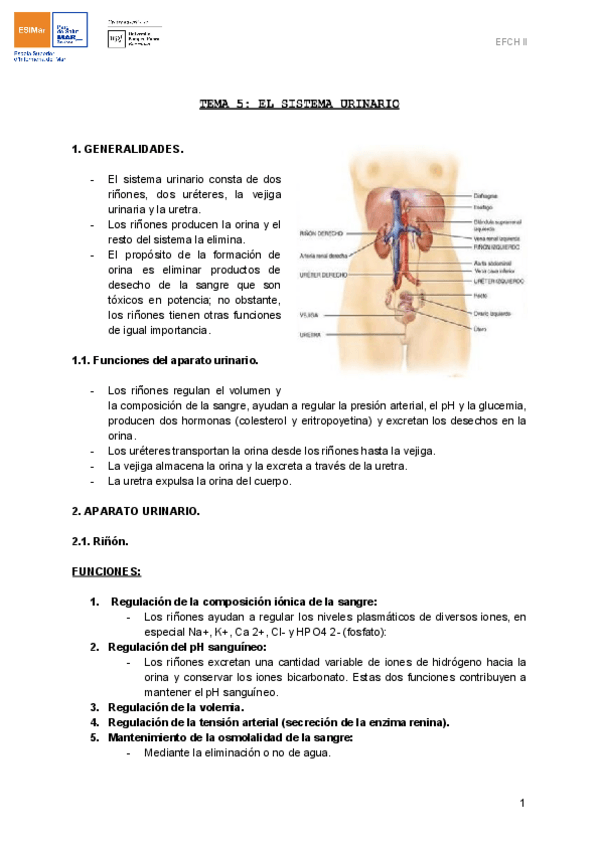 Miniatura del documento TEMA-6-EL-SISTEMA-URINARIO.pdf