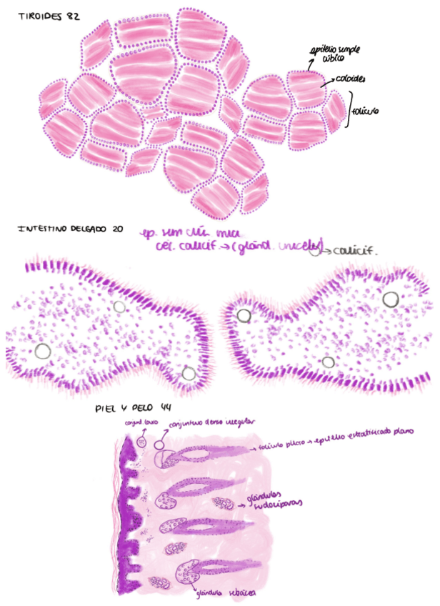 Miniatura del documento Practicas-Histologia-y-Anatomia-.pdf