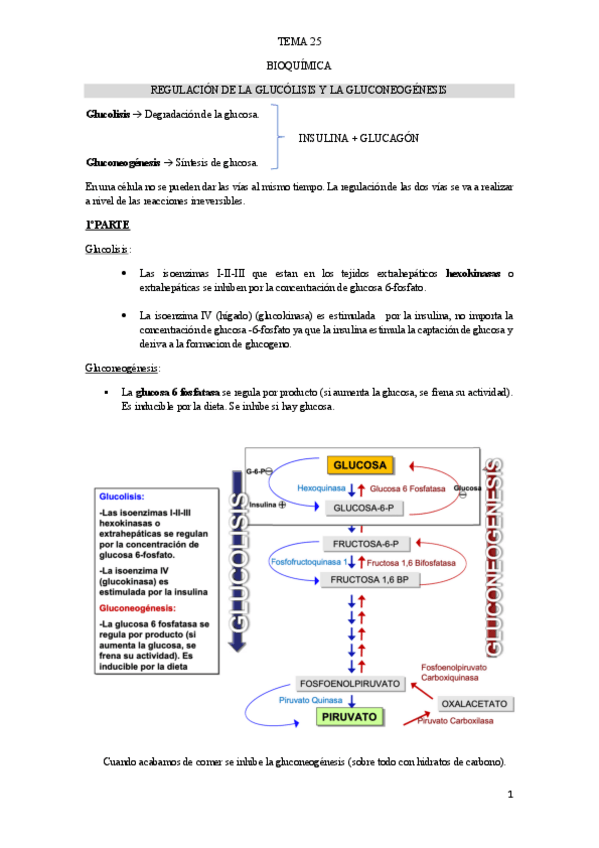 Miniatura del documento TEMA-25-BIOQUIMICA.pdf