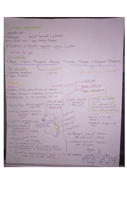 Miniatura del documento sistema-respiratorio-.pdf