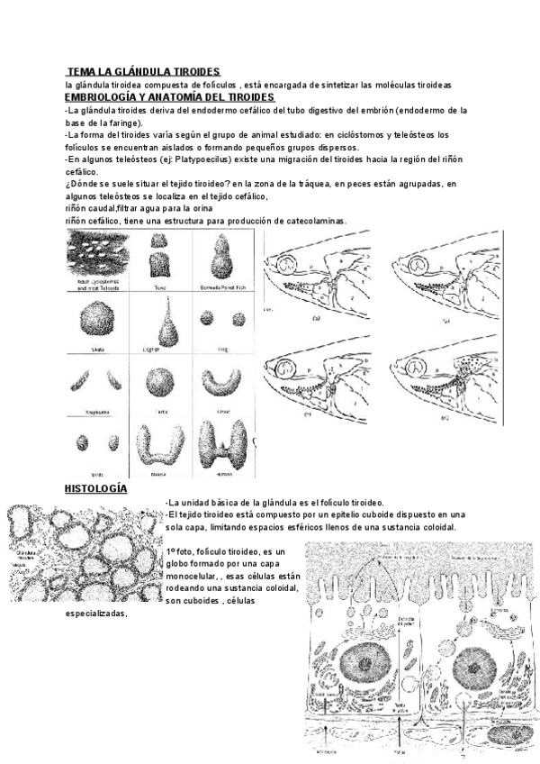 Miniatura del documento TEMA-LA-GLANDULA-TIROIDES.pdf