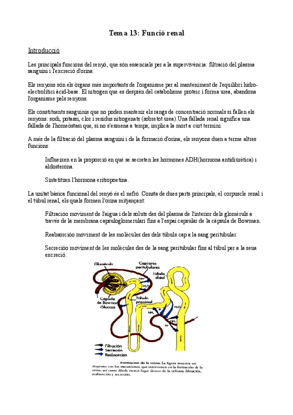 Miniatura del documento Tema-13-Funcio-renal.pdf