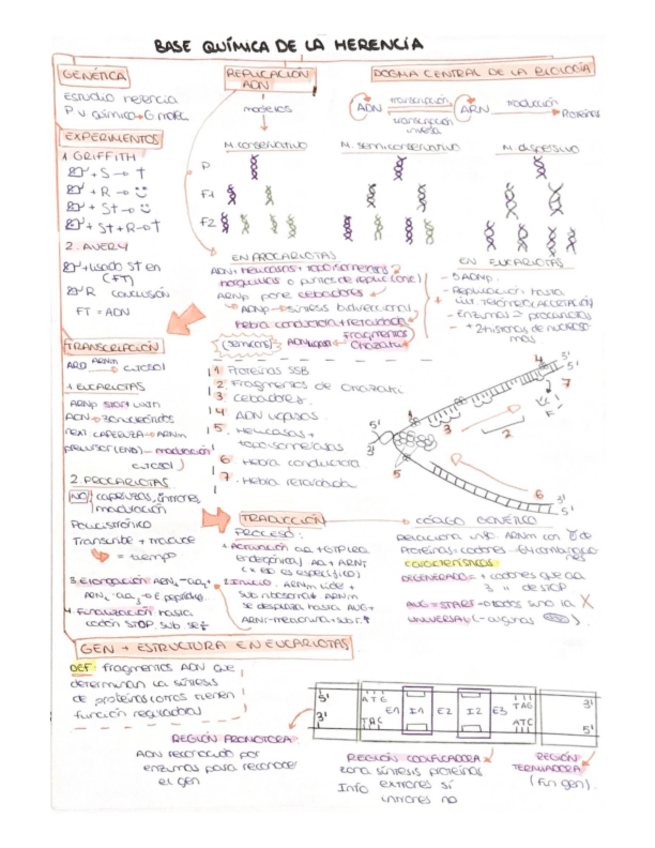 Miniatura del documento Base-quimica-de-la-herencia.pdf