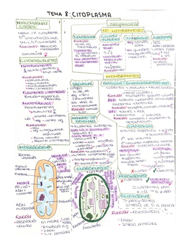 Miniatura del documento Citoplasma-y-organulos.pdf