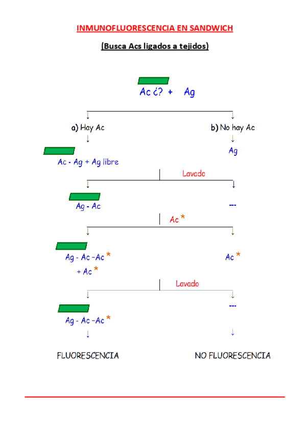 Miniatura del documento Inmunofluorescencia-en-Sandwich.pdf