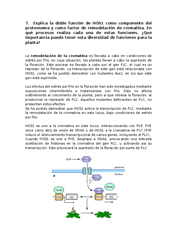 Miniatura del documento PREGUNTA-7.docx