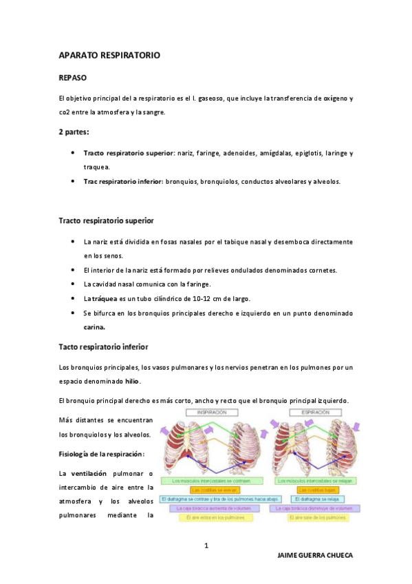 Miniatura del documento APARATO-RESPIRATORIO.pdf