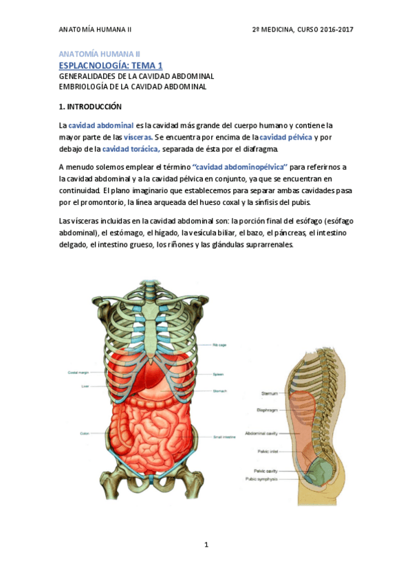 Miniatura del documento TEMA 1 - CAVIDAD ABDOMINAL. GENERALIDADES Y EMBRIOLOGÍA.pdf