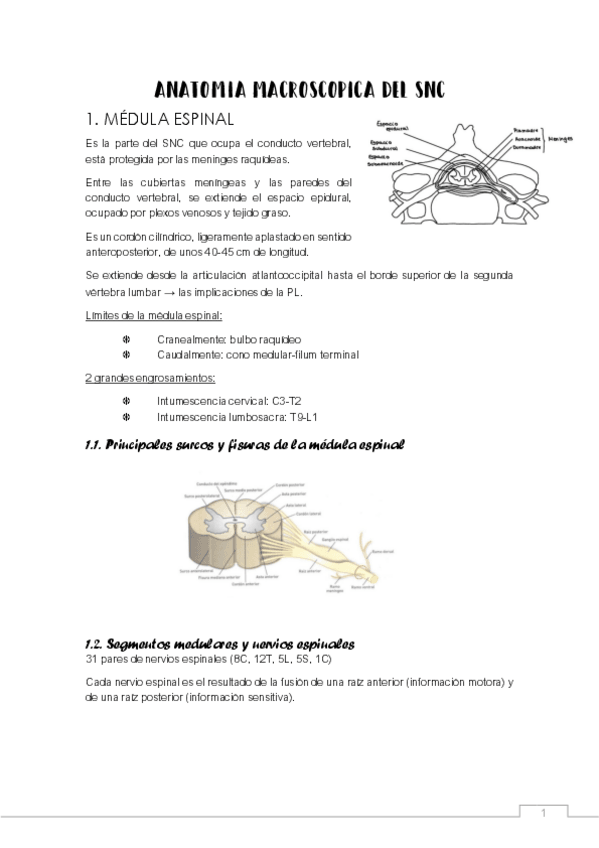 Miniatura del documento neuro-2.pdf