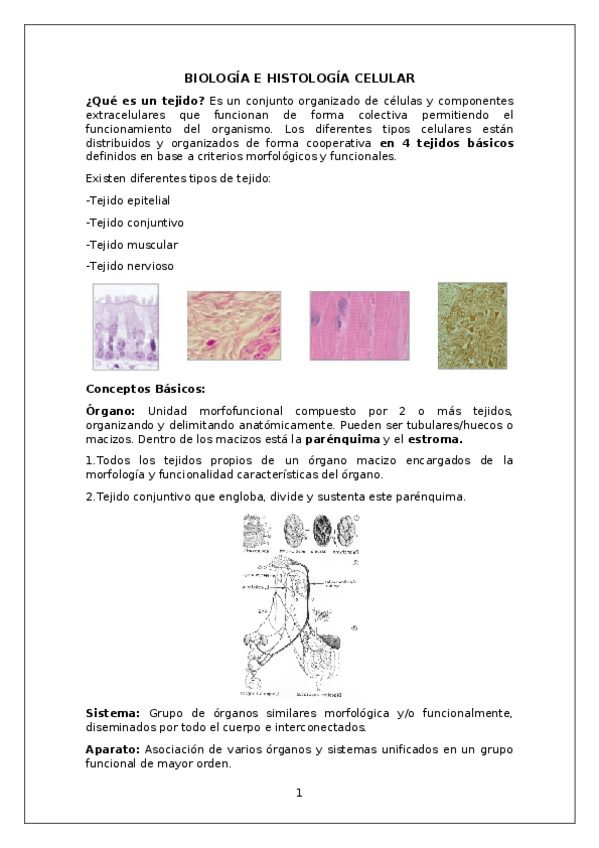 Miniatura del documento Introduccion-histologia.docx