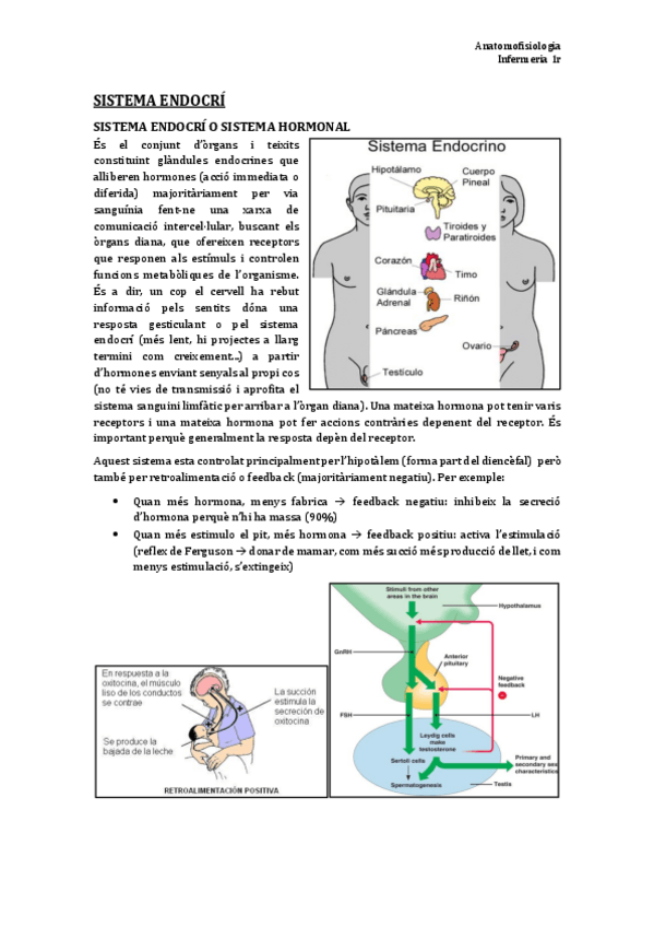 Miniatura del documento TEMA 10. Sist. Endocri.pdf