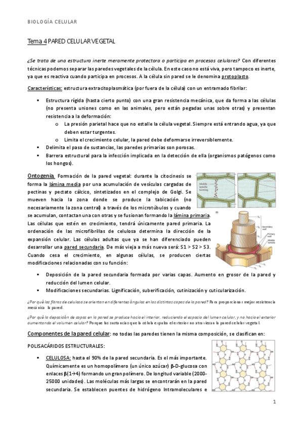Miniatura del documento bio t4 pared vegetal.pdf