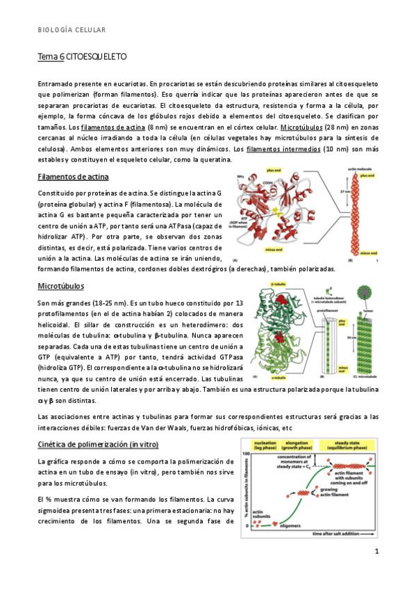 Miniatura del documento bio t6 citoesqueleto.pdf