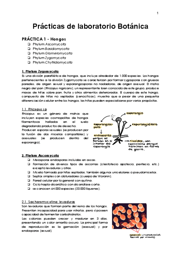 Miniatura del documento Practicas-laboratorio.pdf