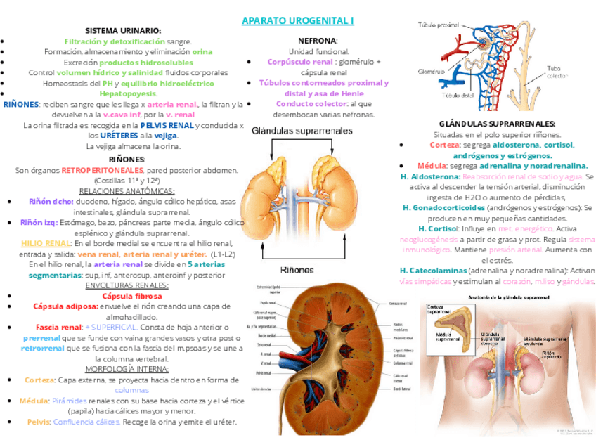 Miniatura del documento APARATO-UROGENITAL-I.pdf