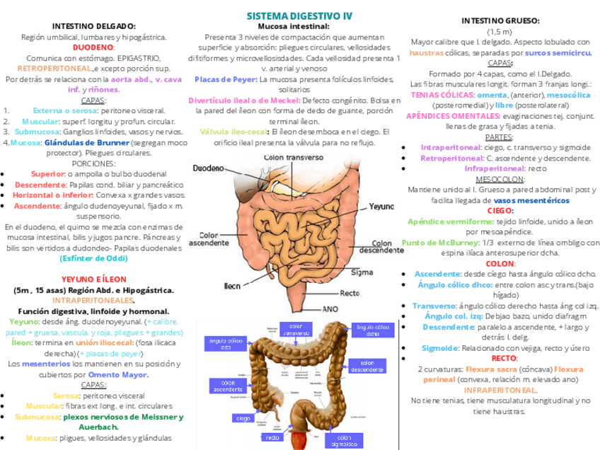 Miniatura del documento SISTEMA-DIGESTIVO-IV.pdf