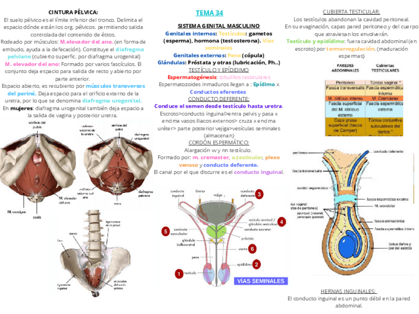 Miniatura del documento TEMA-34.pdf