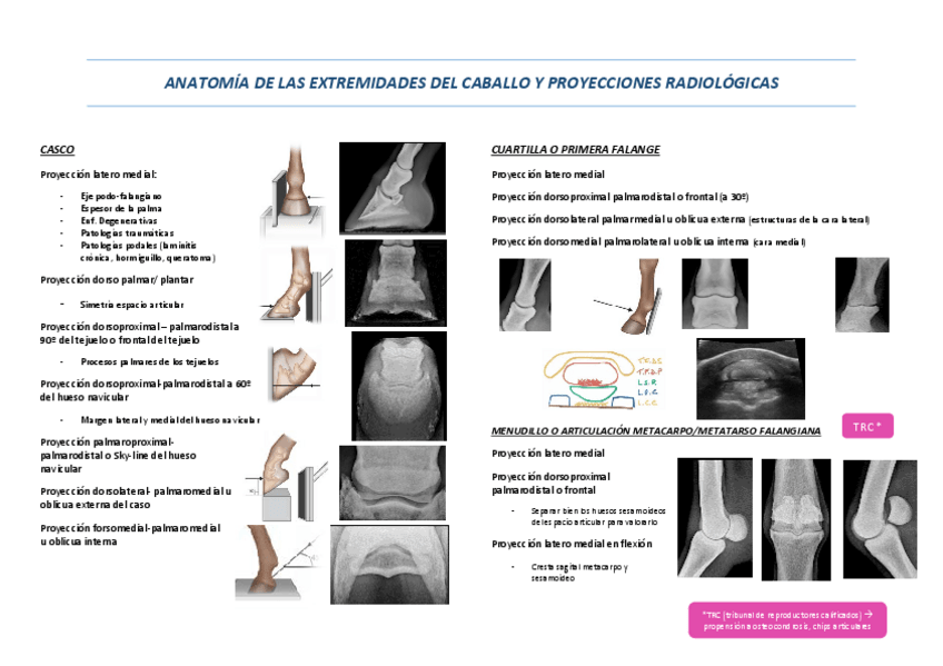Miniatura del documento Anatomia-y-proyecciones-caballo-Resumen.pdf