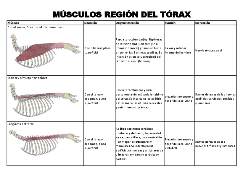 Miniatura del documento Musculos-del-torax.pdf