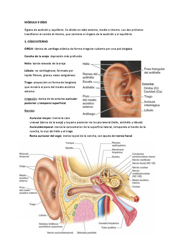 Miniatura del documento MODULO-9-OIDO.pdf