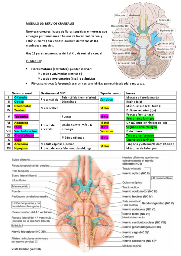 Miniatura del documento MODULO-10.pdf