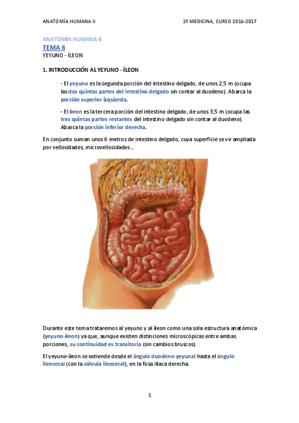 Miniatura del documento TEMA 6 - YEYUNO-ÍLEON.pdf