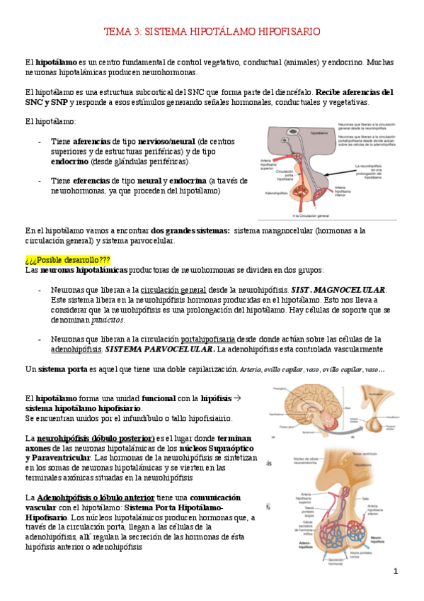 Miniatura del documento TEMA-3-endocrino.pdf