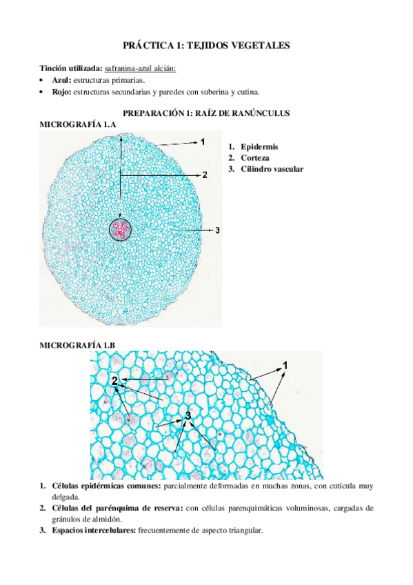 Miniatura del documento Practicas-corregidas-con-imagenes-y-tincion.pdf
