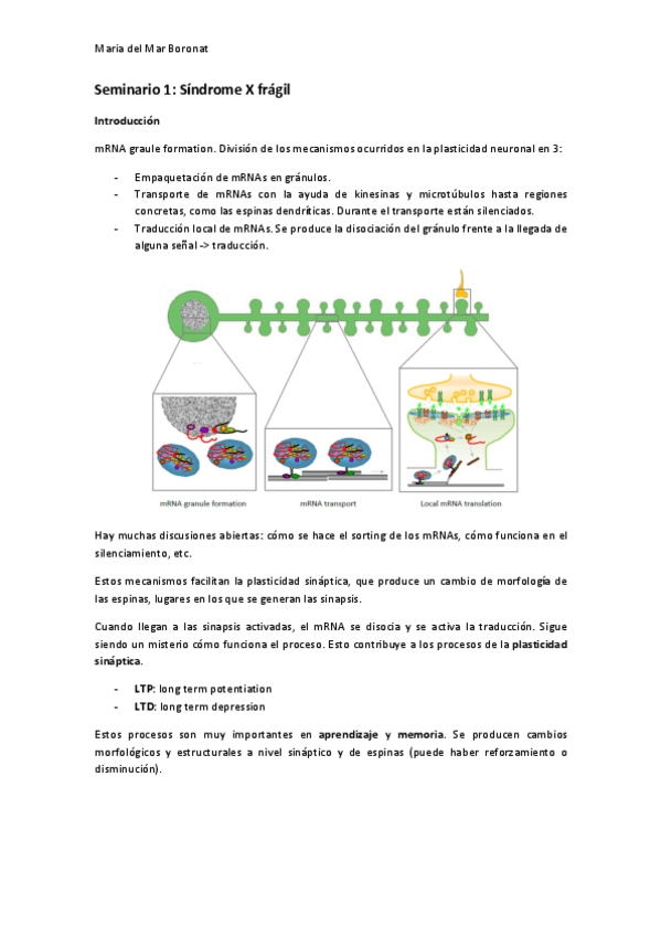Miniatura del documento Seminari-1Sindrome-X-fragil.pdf
