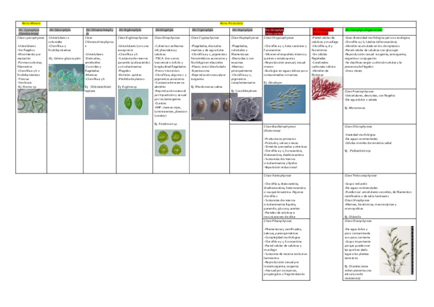 Miniatura del documento cuadro algas.pdf