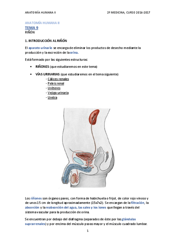 Miniatura del documento TEMA 9 - RIÑÓN.pdf