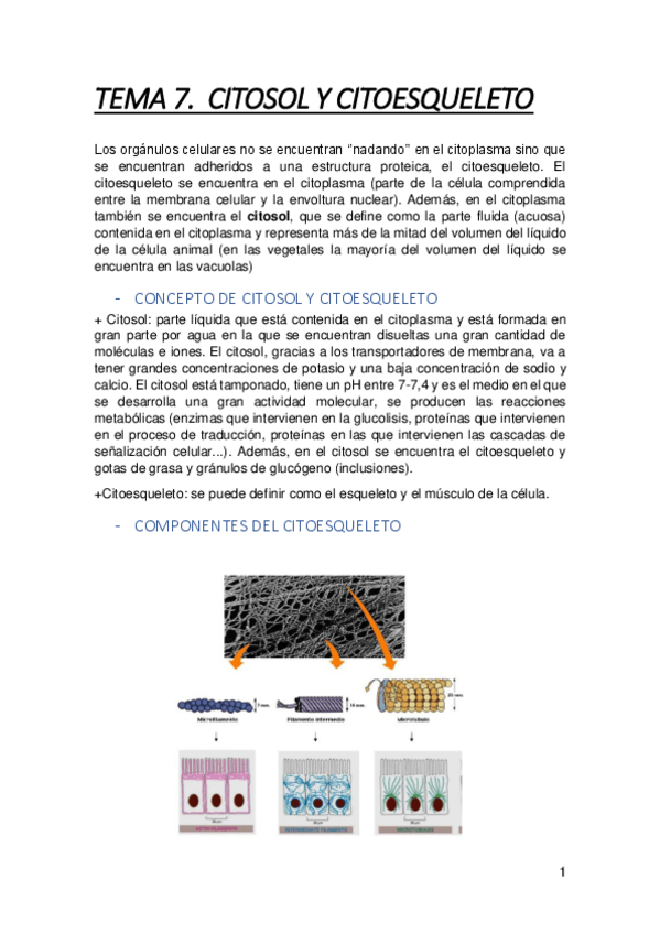 Miniatura del documento Apuntes-tema-7.pdf