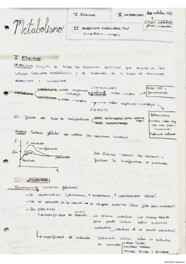 Miniatura del documento metabolismo-catabolismo.pdf