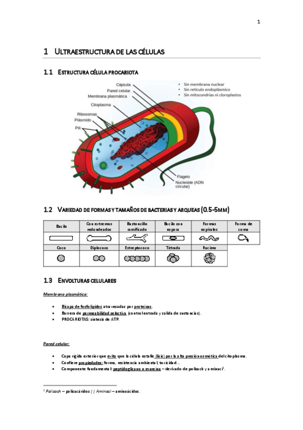 Miniatura del documento IB-biologia-1.pdf