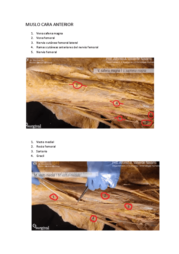 Miniatura del documento practico-anatomia.pdf