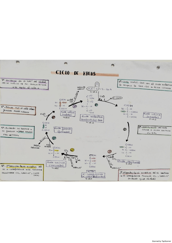 Miniatura del documento Resumen-2bach-entero-biologia1.pdf