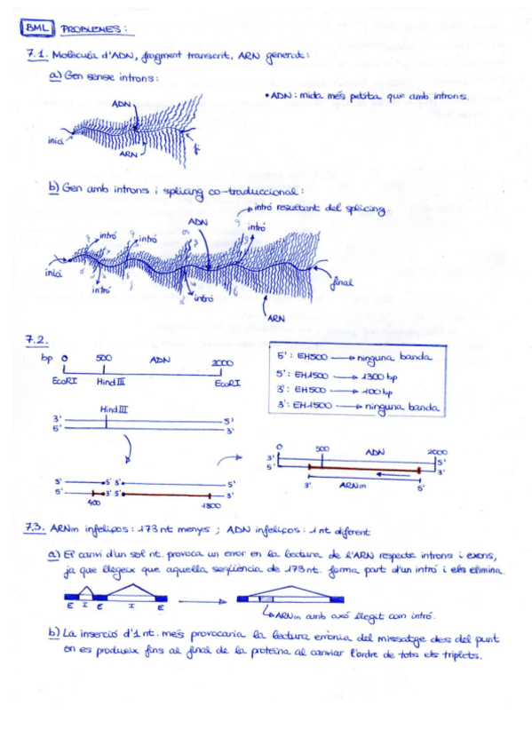 Miniatura del documento Problemes-T7-BML19-20.pdf