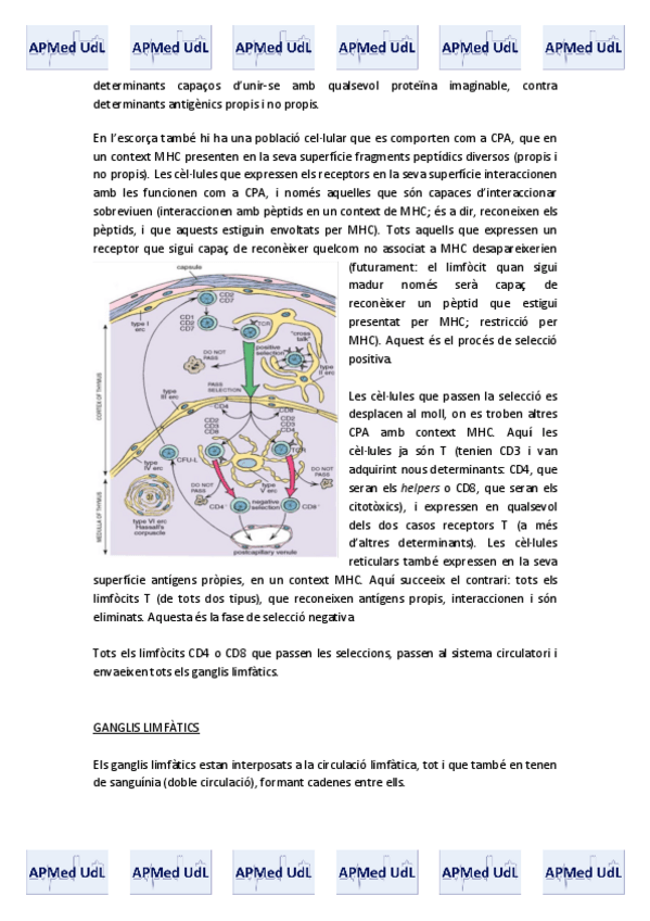 Miniatura del documento 12 (II). Sistema immunitari.pdf