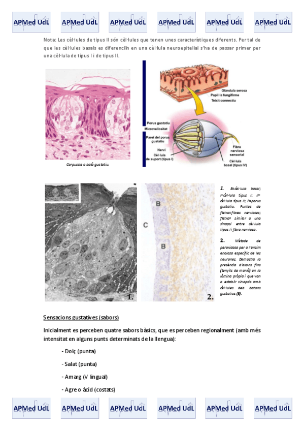 Miniatura del documento 14 (II). Sistema digestiu.pdf