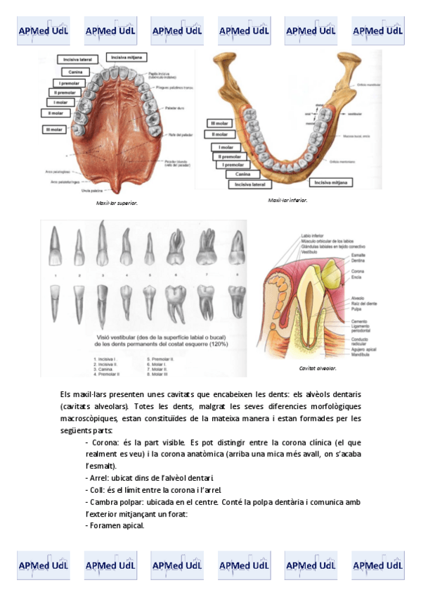 Miniatura del documento 14 (III). Sistema digestiu.pdf