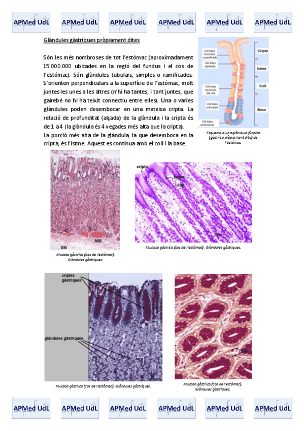 Miniatura del documento 14 (V). Sistema digestiu.pdf