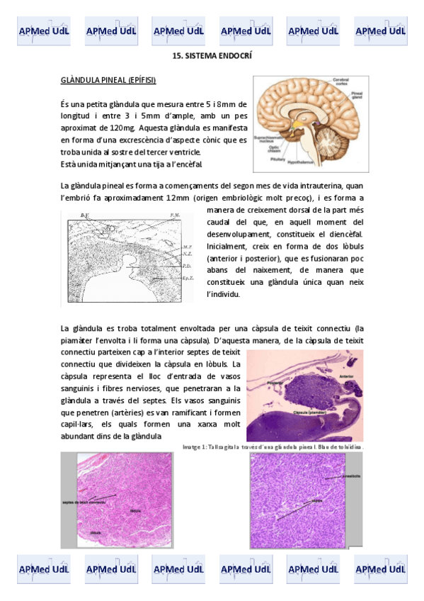 Miniatura del documento 15 (I). Sistema endocrí.pdf