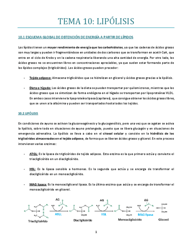 Miniatura del documento TEMA-10-bueno.pdf