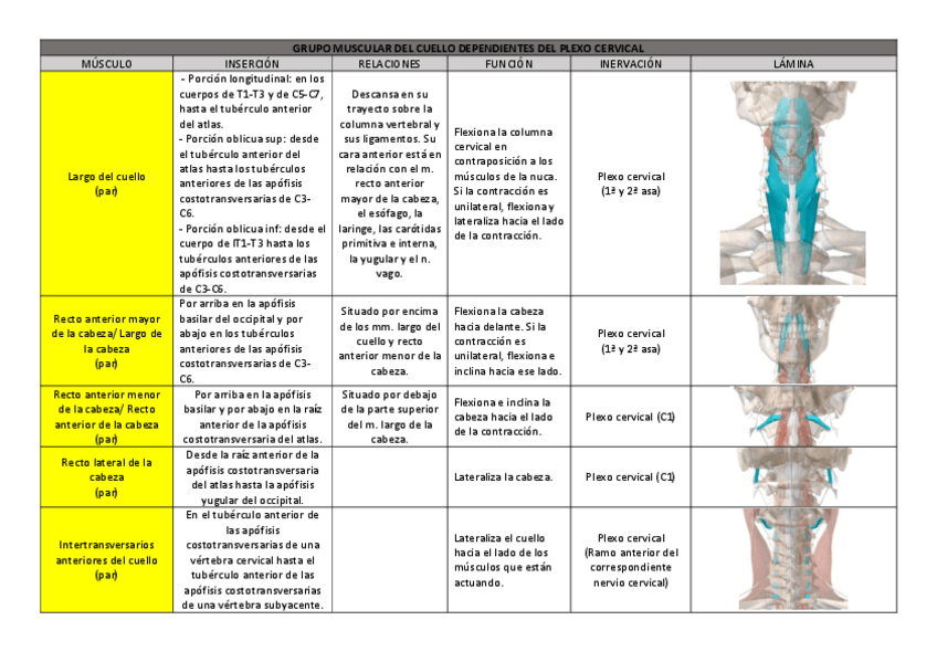 Miniatura del documento GRUPO-MUSCULAR-DEL-CUELLO-DEPENDIENTES-DEL-PLEXO-CERVICAL.pdf