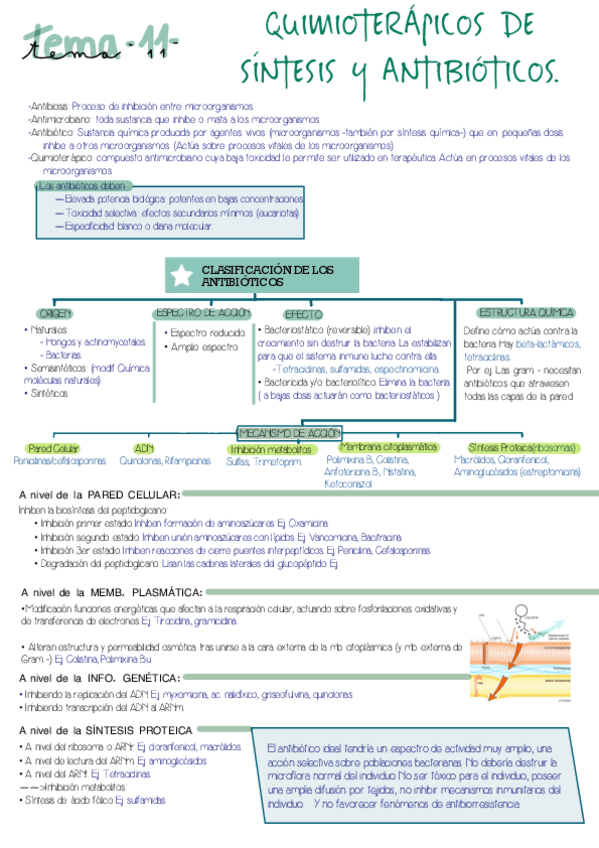 Miniatura del documento MICROBIOLOGIA-TEMAS-11-21.pdf