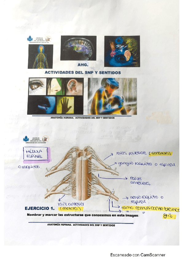 Miniatura del documento SNP-y-sentidos.pdf