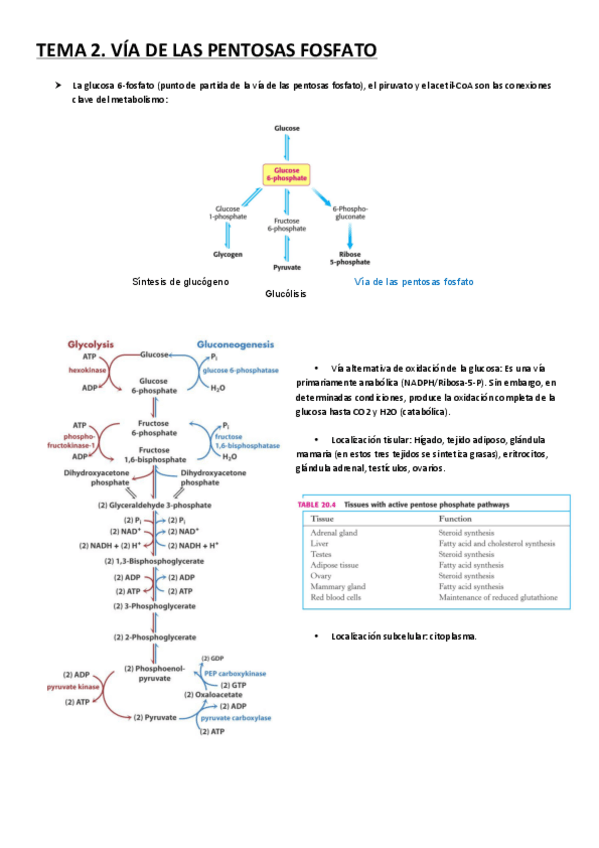 Miniatura del documento TEMA 2 (EN LOS RESUMENES TEMA 3).pdf