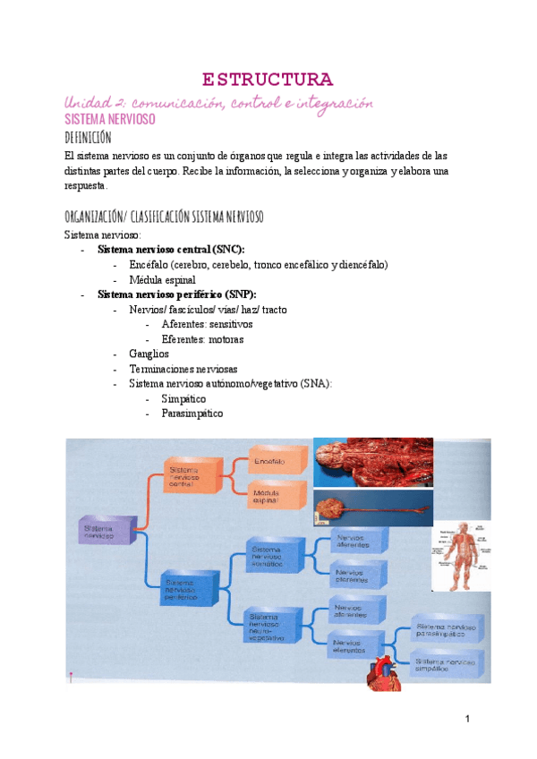 Miniatura del documento T2-ANAT-SISTEMA-NERVIOSO.pdf